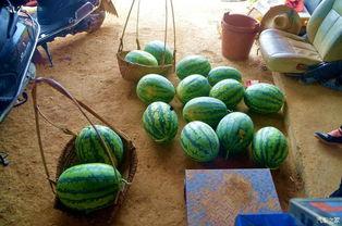 瓜田里吃瓜,夏日里的悠闲时光