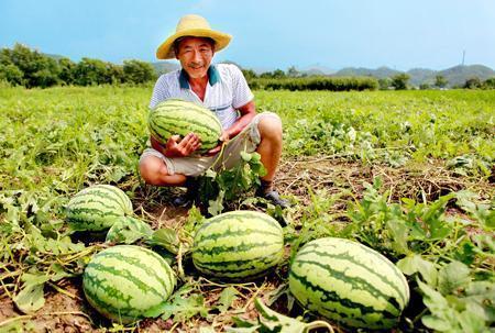 骑手路边吃瓜图片,骑手边骑边吃瓜,趣味横生引路人侧目