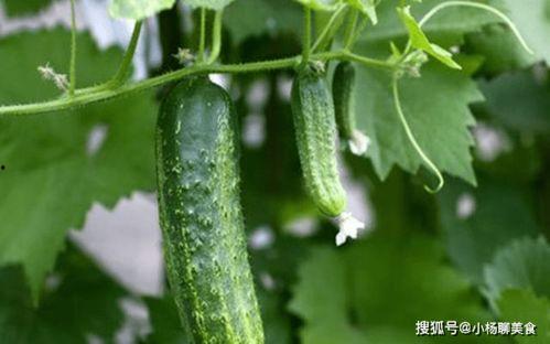 校园吃瓜网站推荐,揭秘那些让人津津乐道的吃瓜瞬间