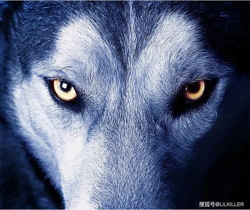 烟台吃瓜扒皮狼