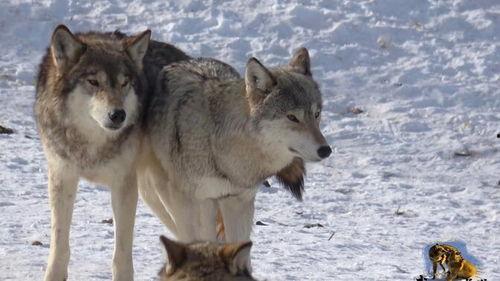 烟台吃瓜扒皮狼