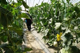 一排吃瓜群众视频图片