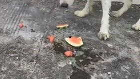 无牙小狗吃瓜,无牙小狗的甜蜜瓜趣之旅