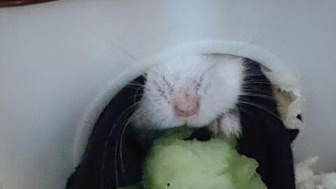 给仓鼠吃的瓜,仓鼠美食之旅