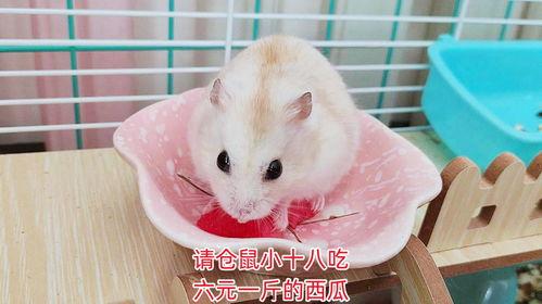 给仓鼠吃的瓜,仓鼠美食之旅