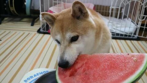 柴犬吃瓜表情,萌态百出,笑翻网友