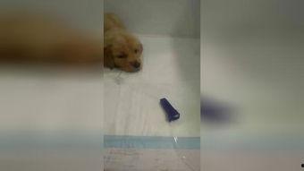 狗吃蜜瓜仔,蜜瓜仔引发的欢乐时光