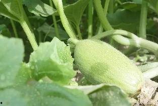 新疆吃瓜大妈,瓜香四溢的市井生活