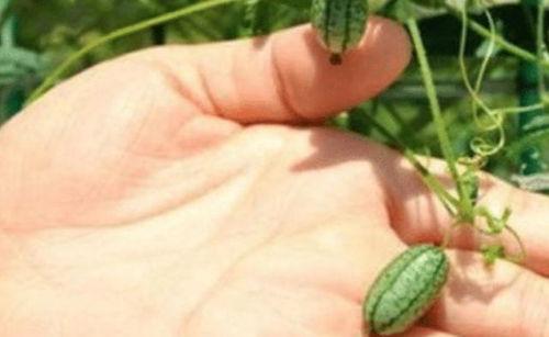 吃瓜的虫儿,揭秘娱乐圈那些事儿