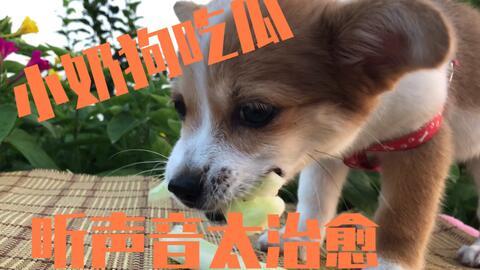 温柔吃瓜的狗,揭秘宠物界的“吃瓜群众”