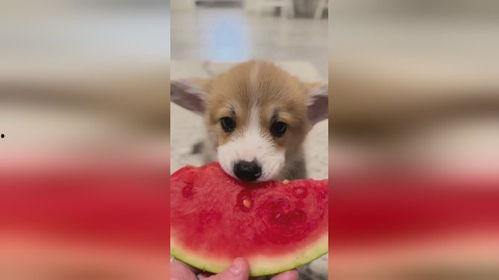 温柔吃瓜的狗,揭秘宠物界的“吃瓜群众”