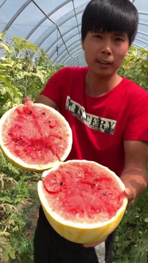 黄皮吃的瓜,探寻夏日里的美味瓜果之旅