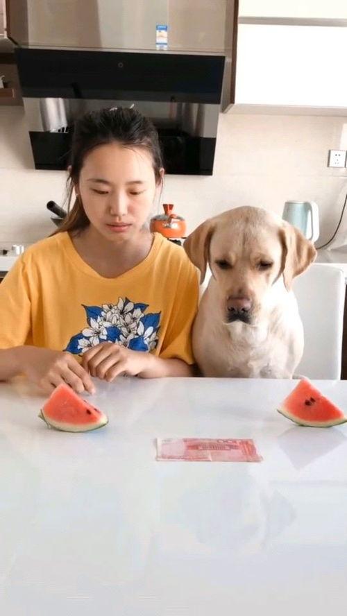 吃瓜比赛视频动画,吃瓜比赛动画视频精彩回顾