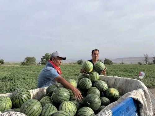 国配闲聊吃瓜基地,瓜田李下,揭秘娱乐圈幕后故事