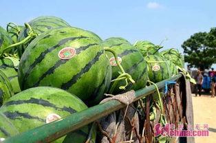 国配闲聊吃瓜基地,瓜田李下,揭秘娱乐圈幕后故事